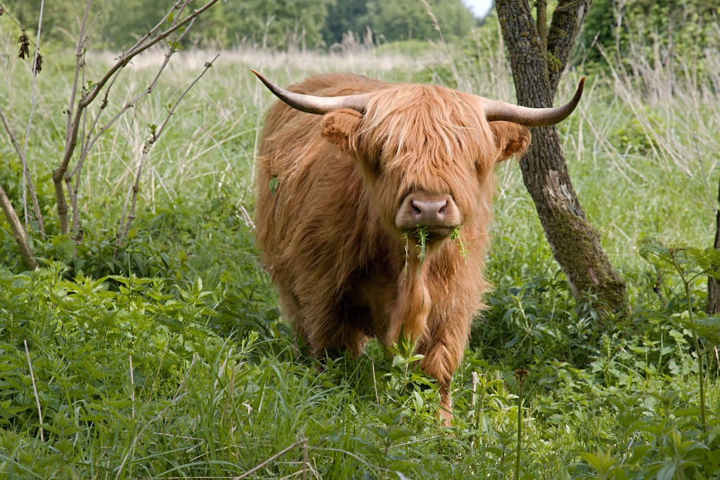 zoogdieren hdr natuur huisdieren zoogdier huisdier mammalia natuurmonumenten staatsbosbeheer zoo dierentuin